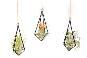 Hanging Metal Pendant with Assorted Tillandsia Air Plants